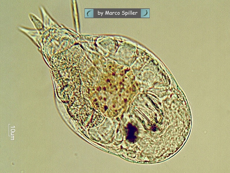 Notommata tripus